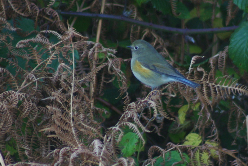 Red-flanked Bluetail
