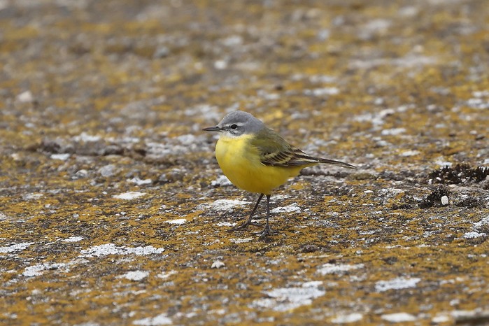 Blue-headed Wagtail x Yellow Wagtail