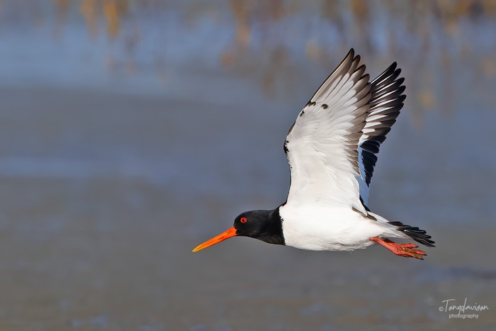 Oystercatcher
