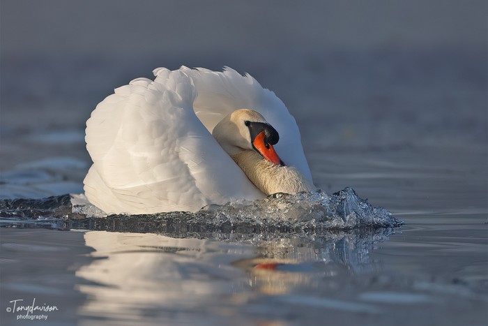 Mute Swan