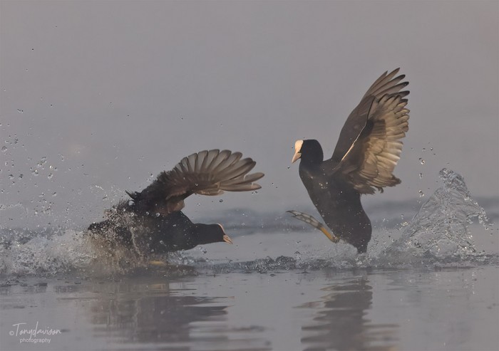 Coot