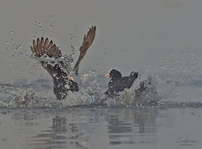 Coot