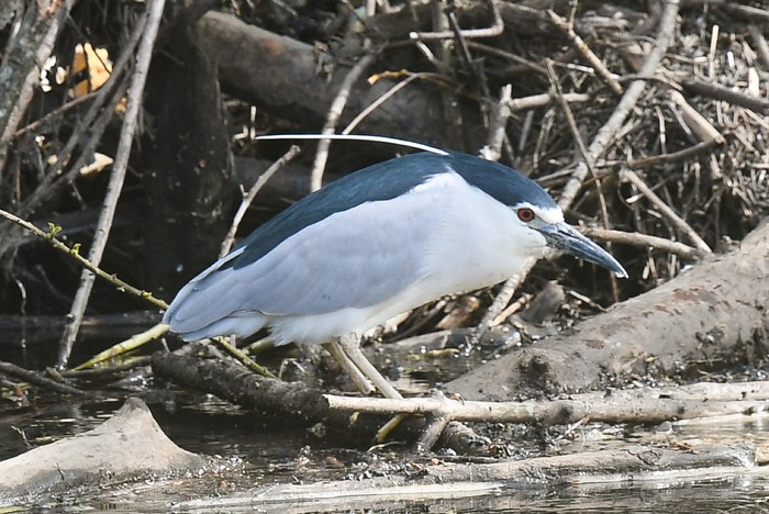 Night Heron