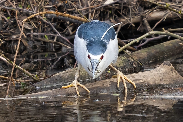 Night Heron