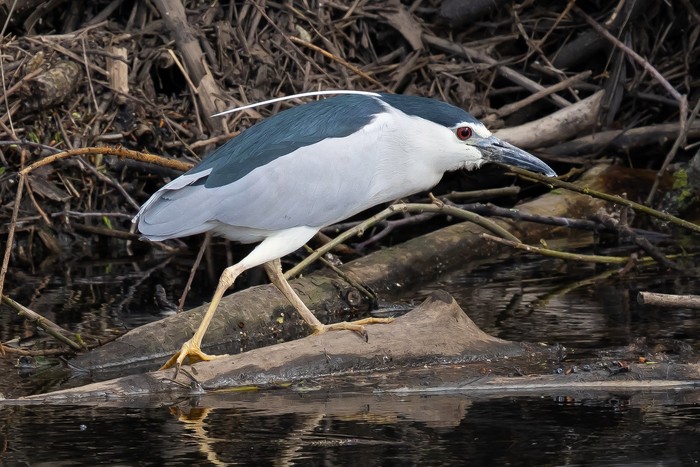Night Heron