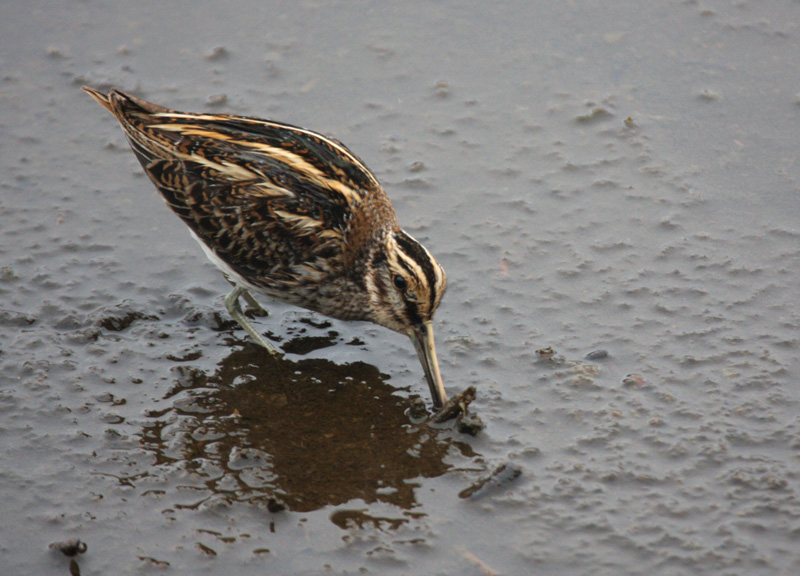 Jack Snipe