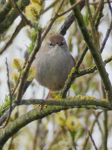 Cetti's Warbler