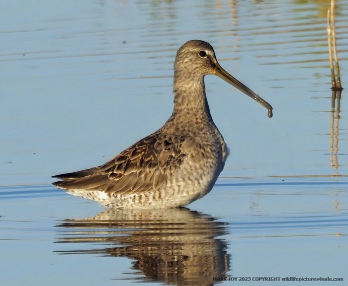 Long-billed Dowitcher