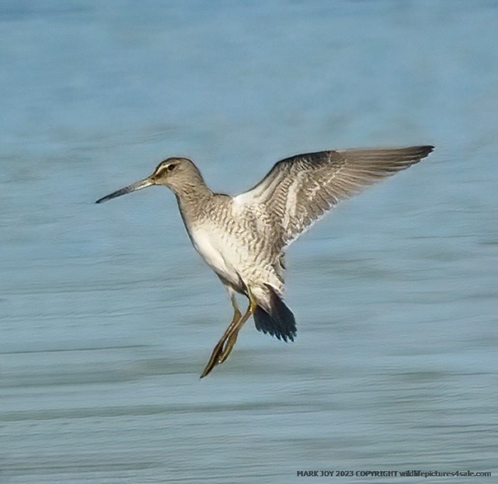 Long-billed Dowitcher