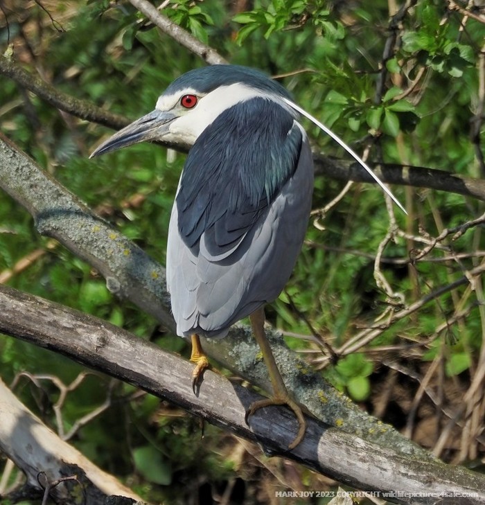 Night Heron