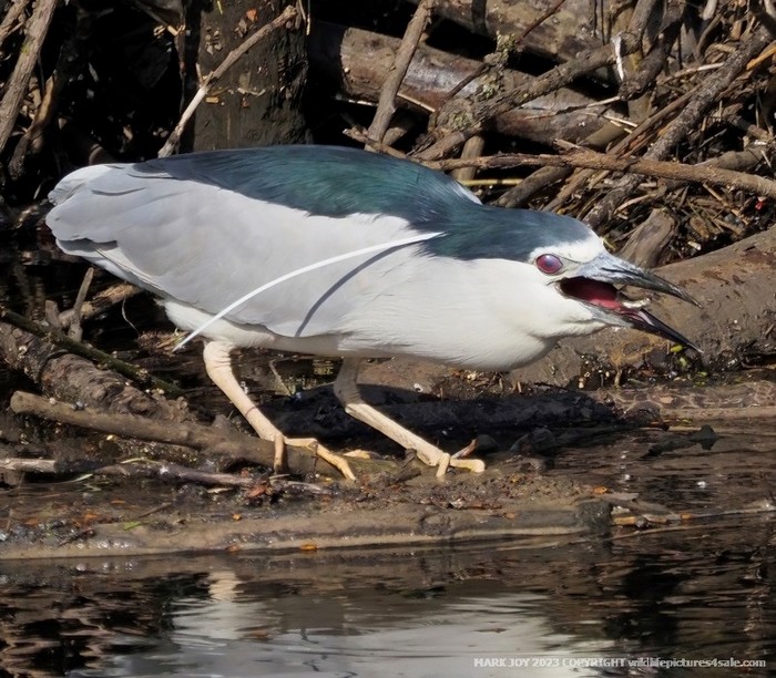 Night Heron
