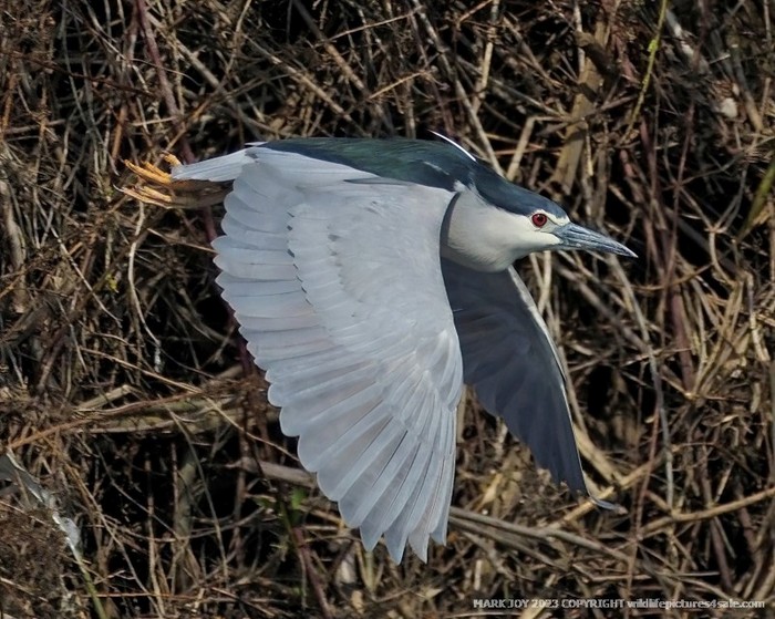 Night Heron