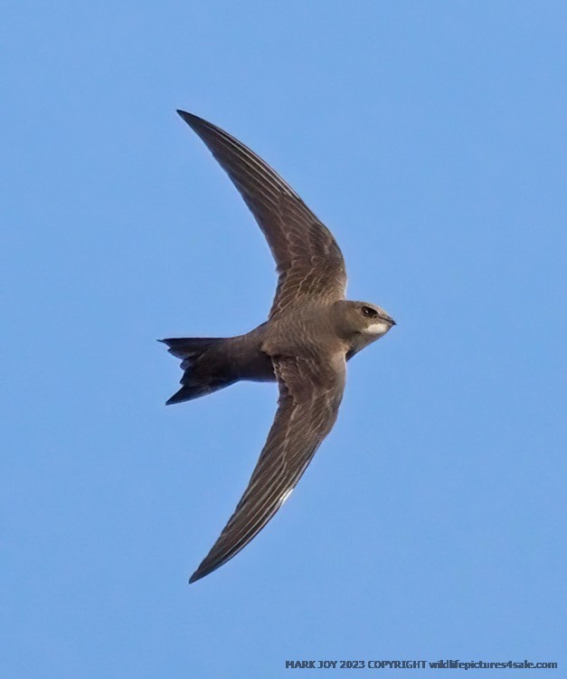 Alpine Swift