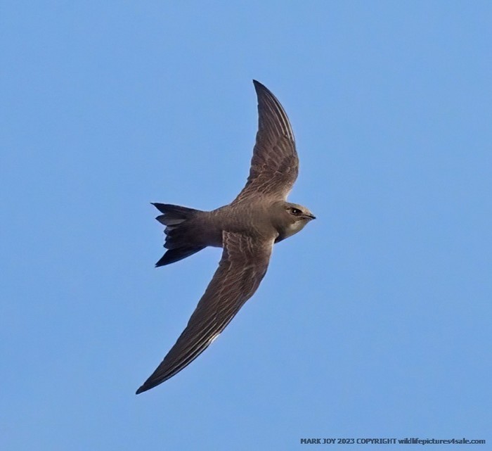 Alpine Swift
