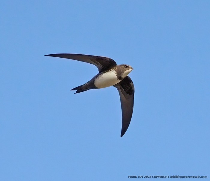 Alpine Swift