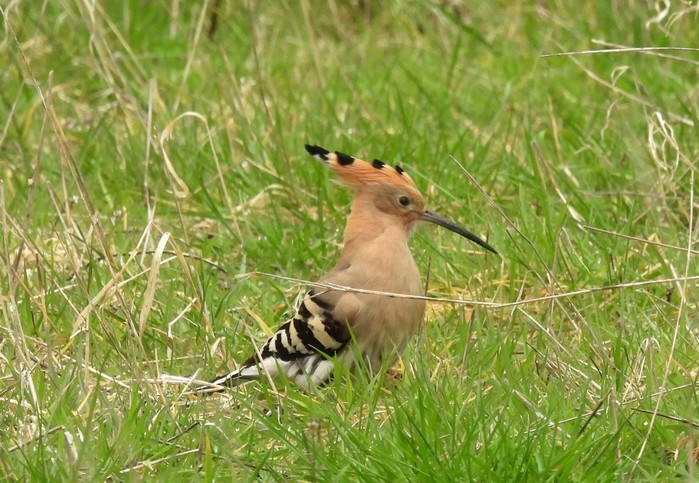 Hoopoe