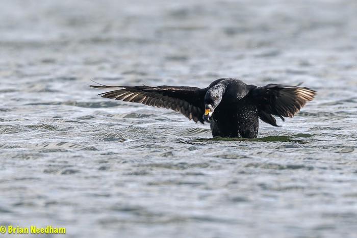 Common Scoter
