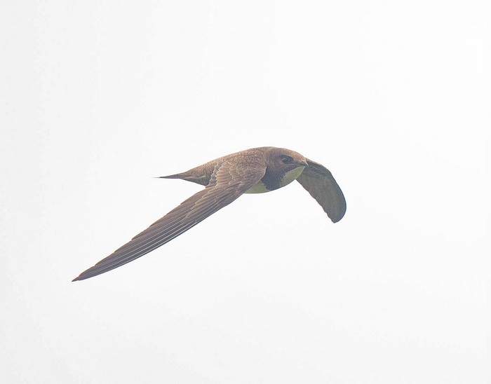 Alpine Swift
