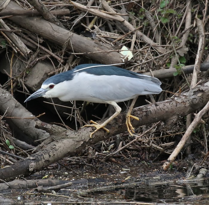 Night Heron