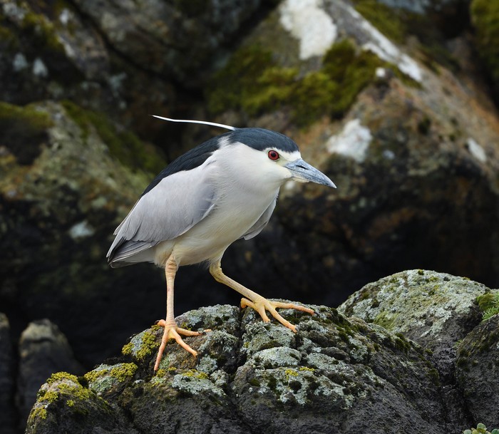 Night Heron
