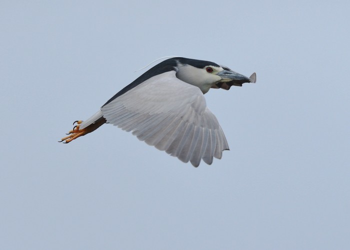 Night Heron
