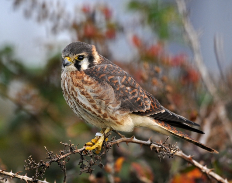 American Kestrel