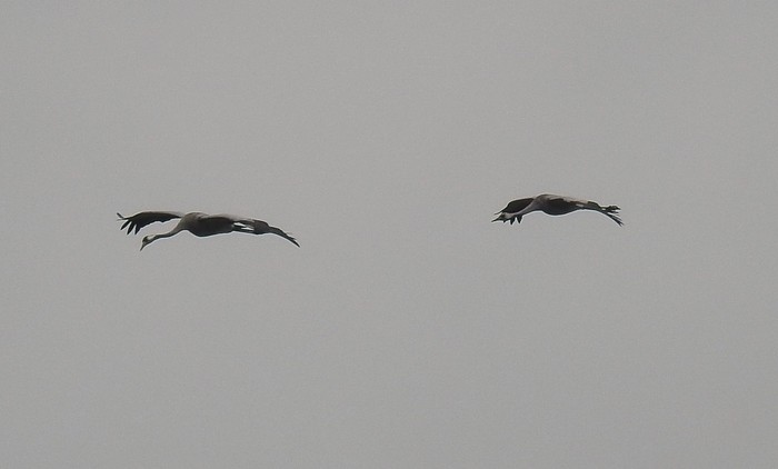 Common Crane