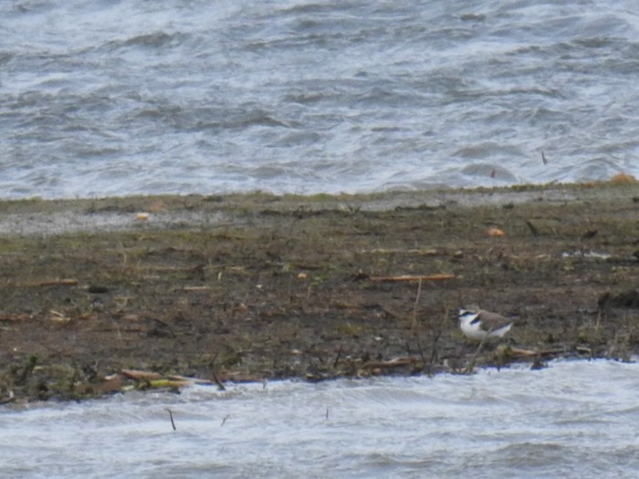 Kentish Plover