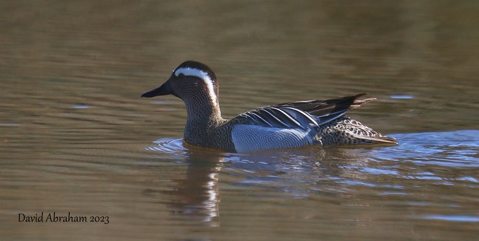 Garganey 