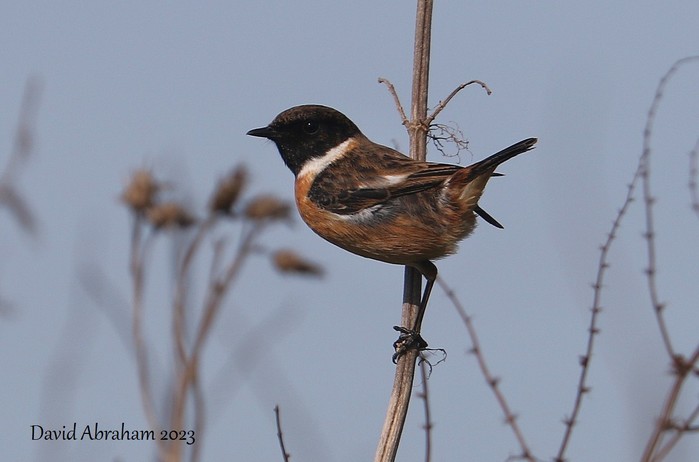 Stonechat 