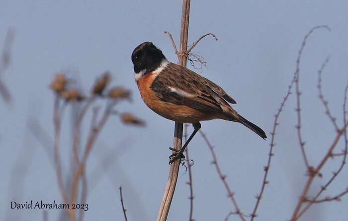 Stonechat 