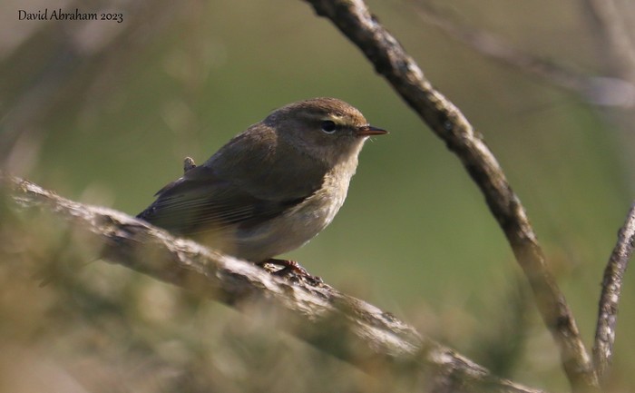 Chiffchaff 