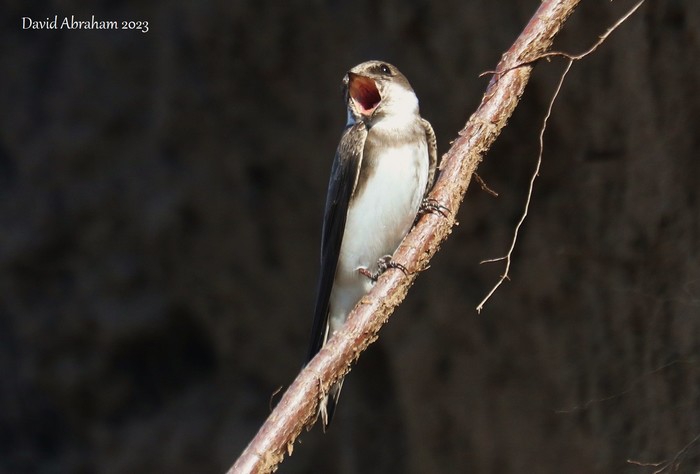 Sand Martin 