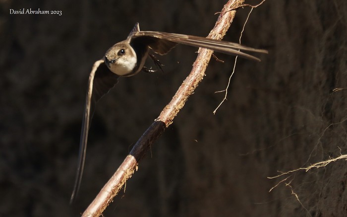 Sand Martin 