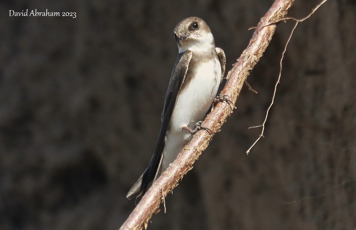 Sand Martin 