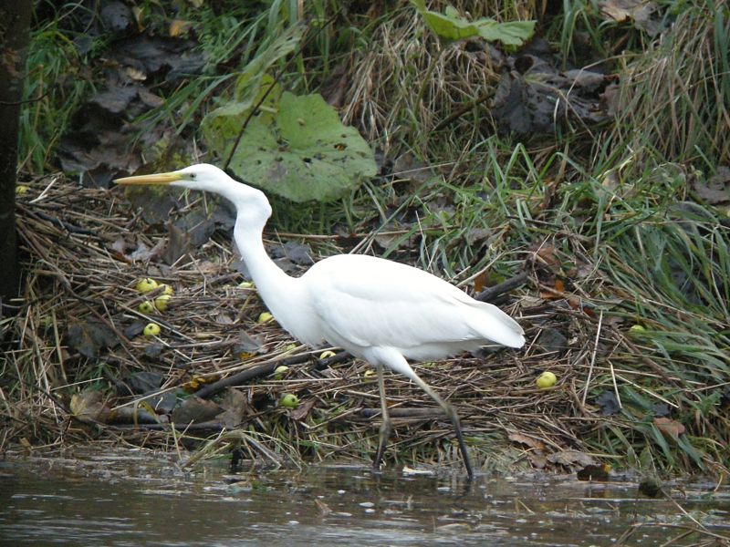 Great White Egret