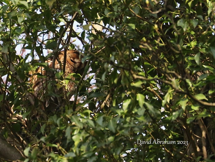 Tawny Owl 