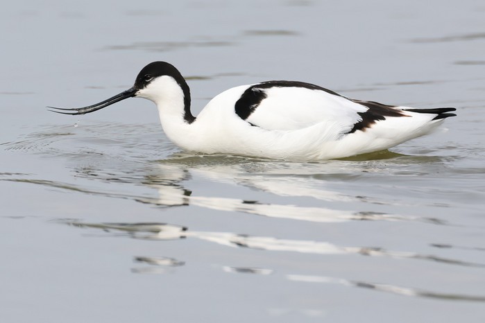 Avocet