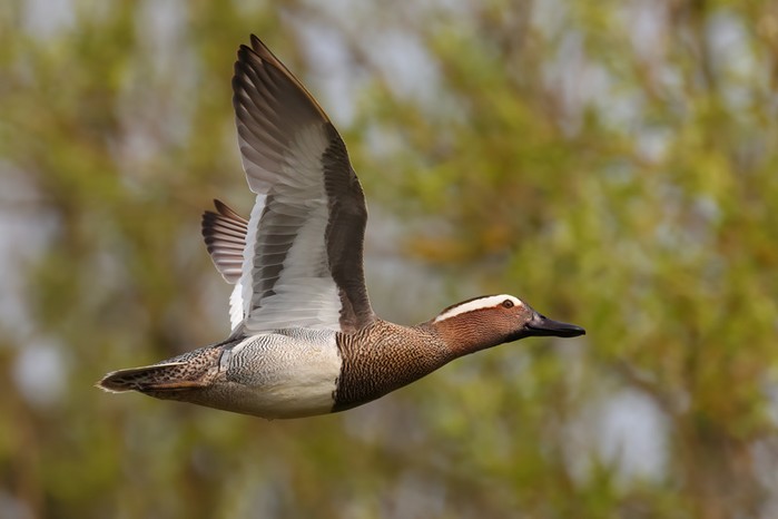 Garganey