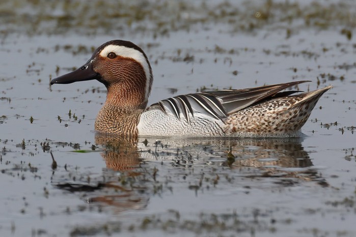 Garganey