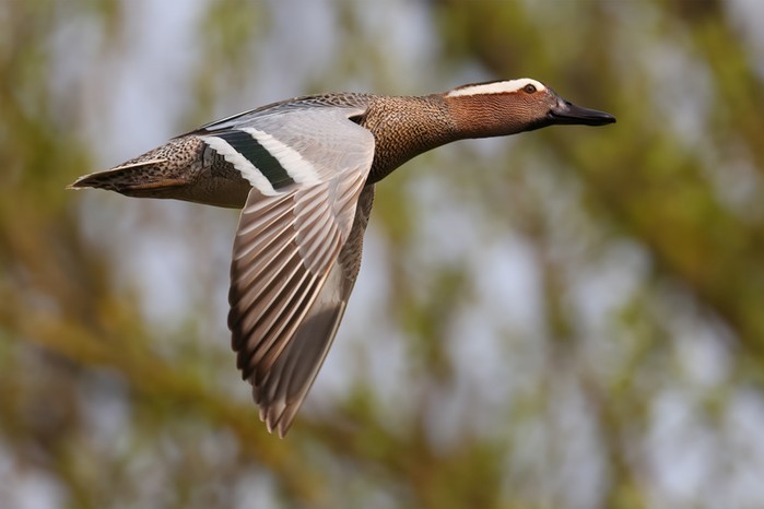 Garganey