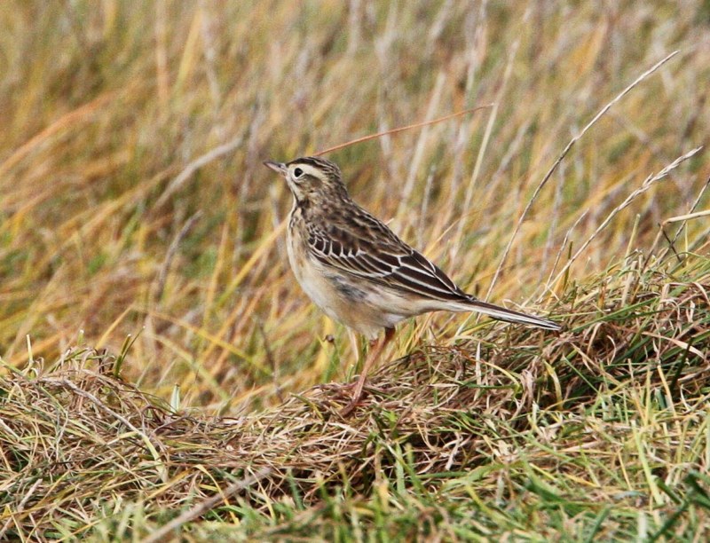 Richard's Pipit