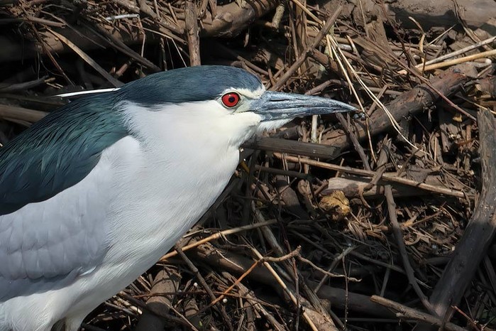Night Heron