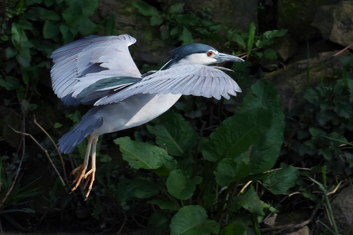Night Heron