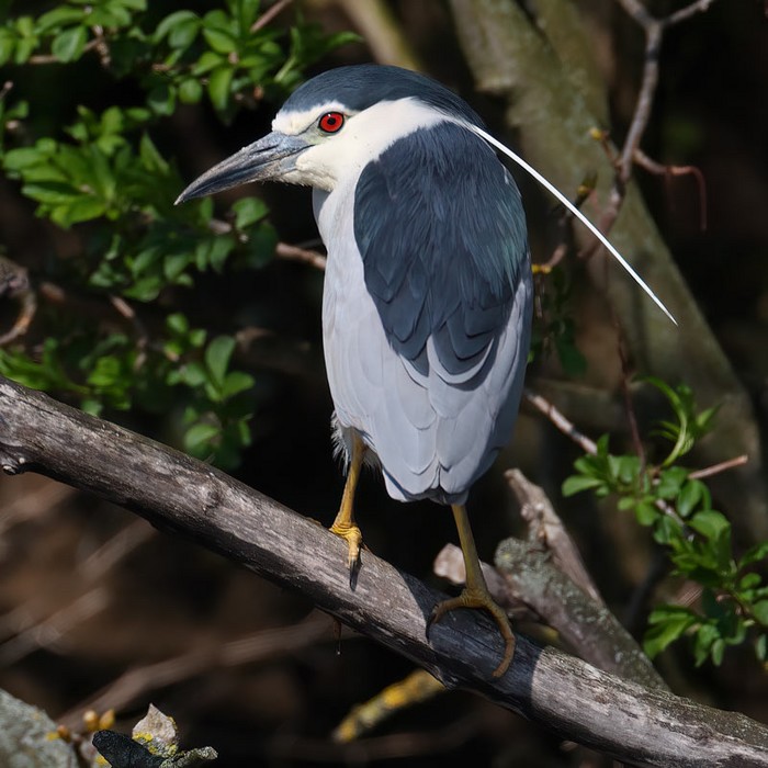 Night Heron