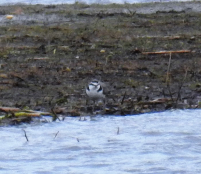 Kentish Plover
