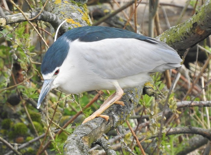 Night Heron