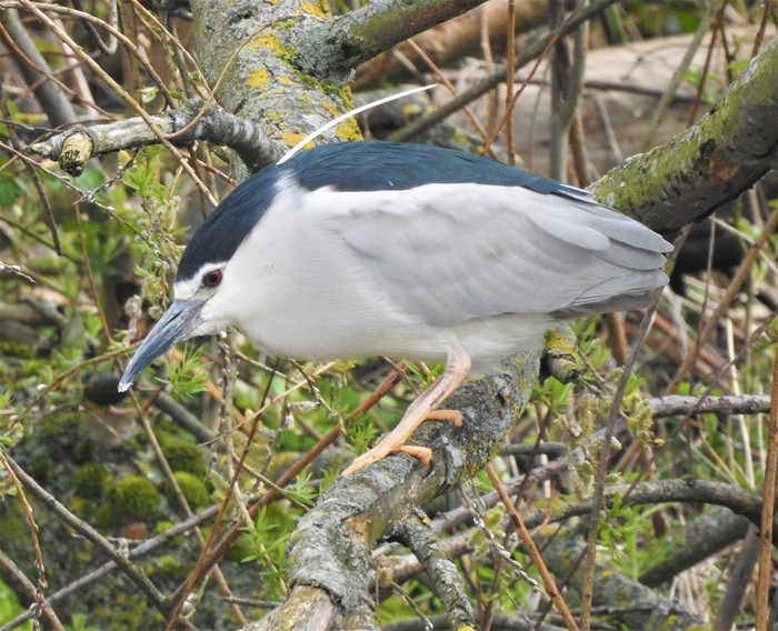 Night Heron