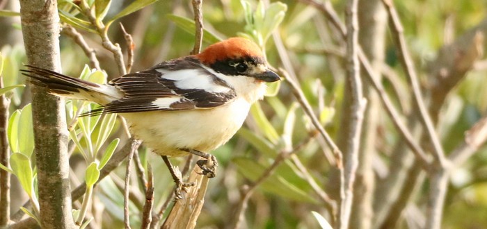 Woodchat Shrike