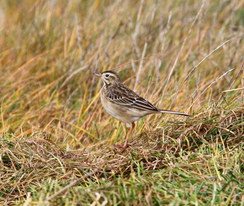 Richard's Pipit